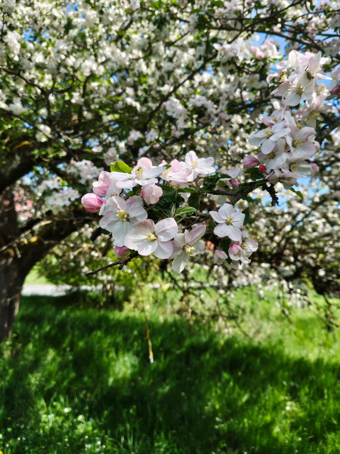 Obstbaumschnitt im Einsatz – Erziehungs- und Korrekturschnitt in der Praxis