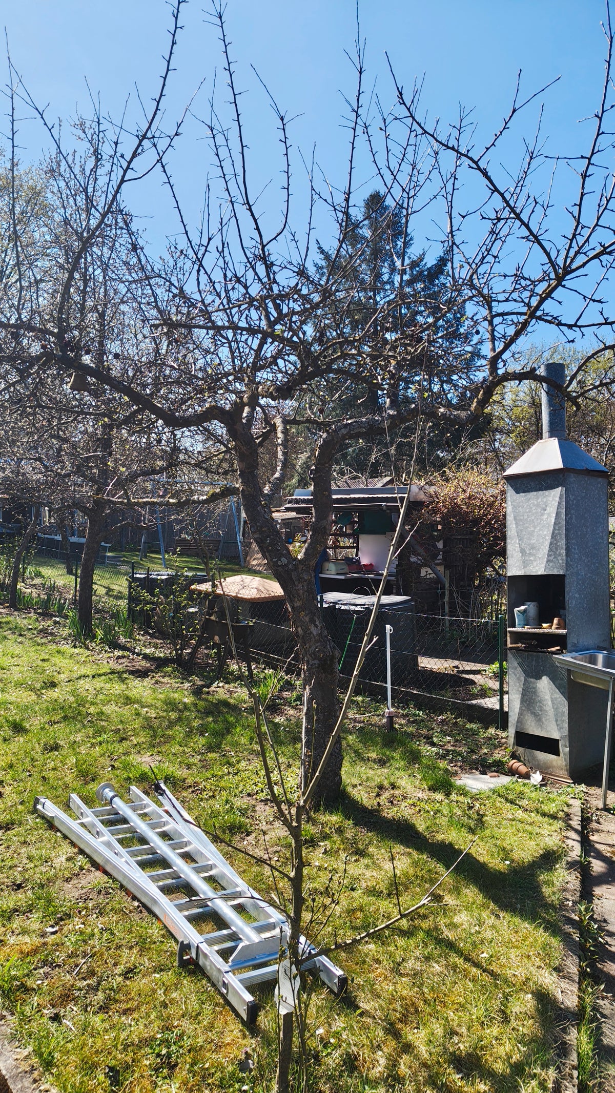 Verwachsener Apfelbaum vor dem Schnitt in Gerolzhofen bei Schweinfurt mit dichter Krone und vielen Wasserschossen