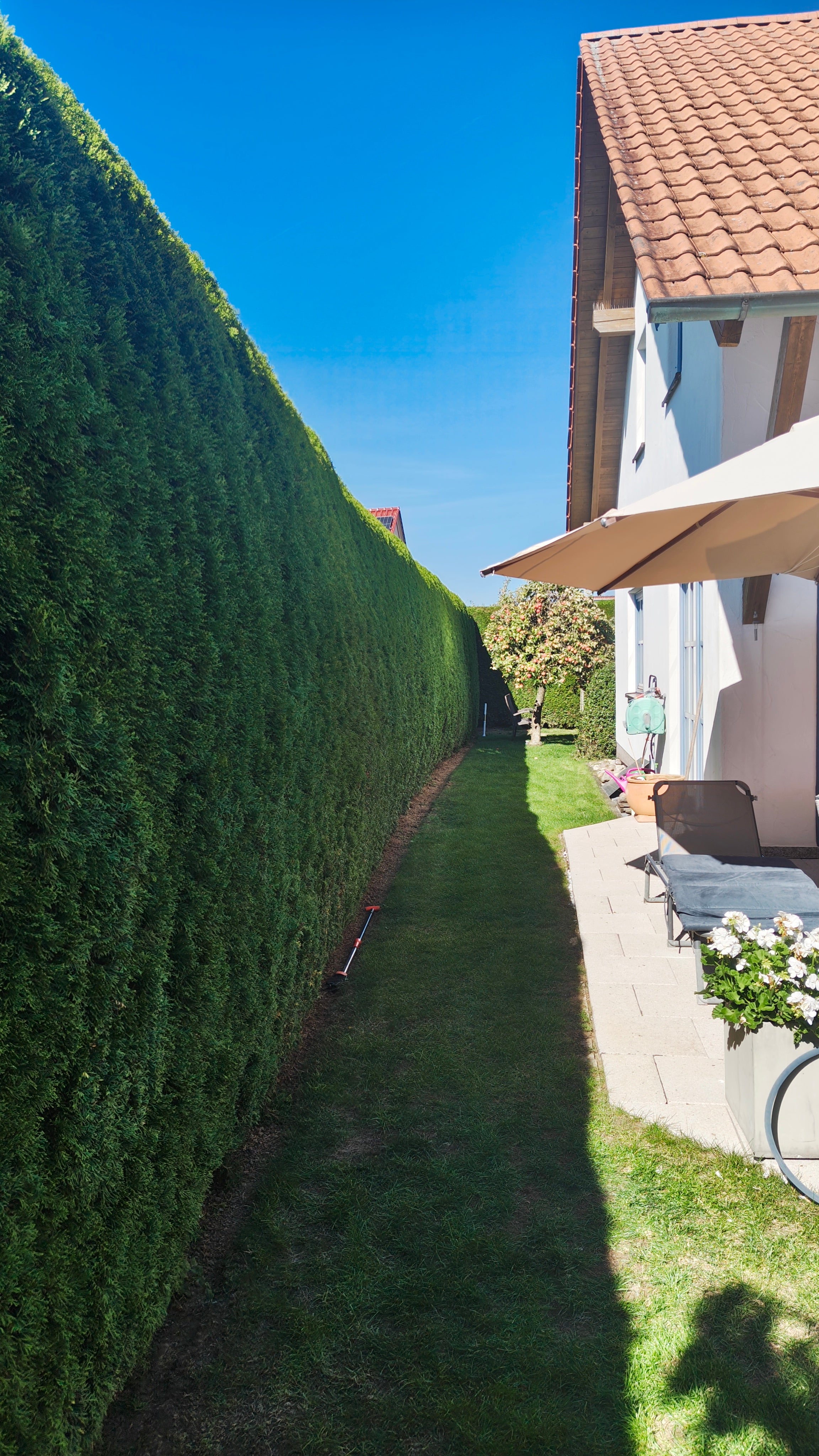 Formschnitt Hecke Thuja in der Nähe