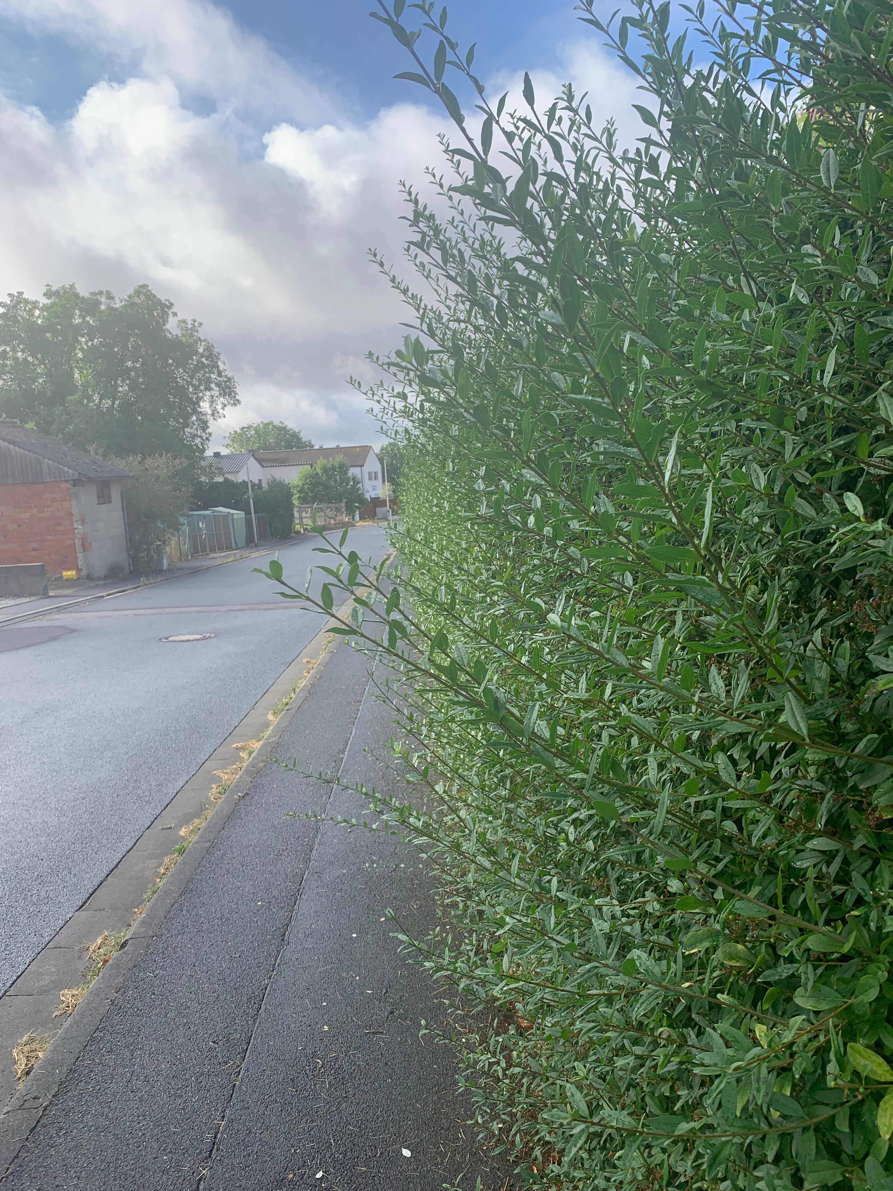 Dichte Hecke vor dem Formschnitt in einem Garten bei Schweinfurt