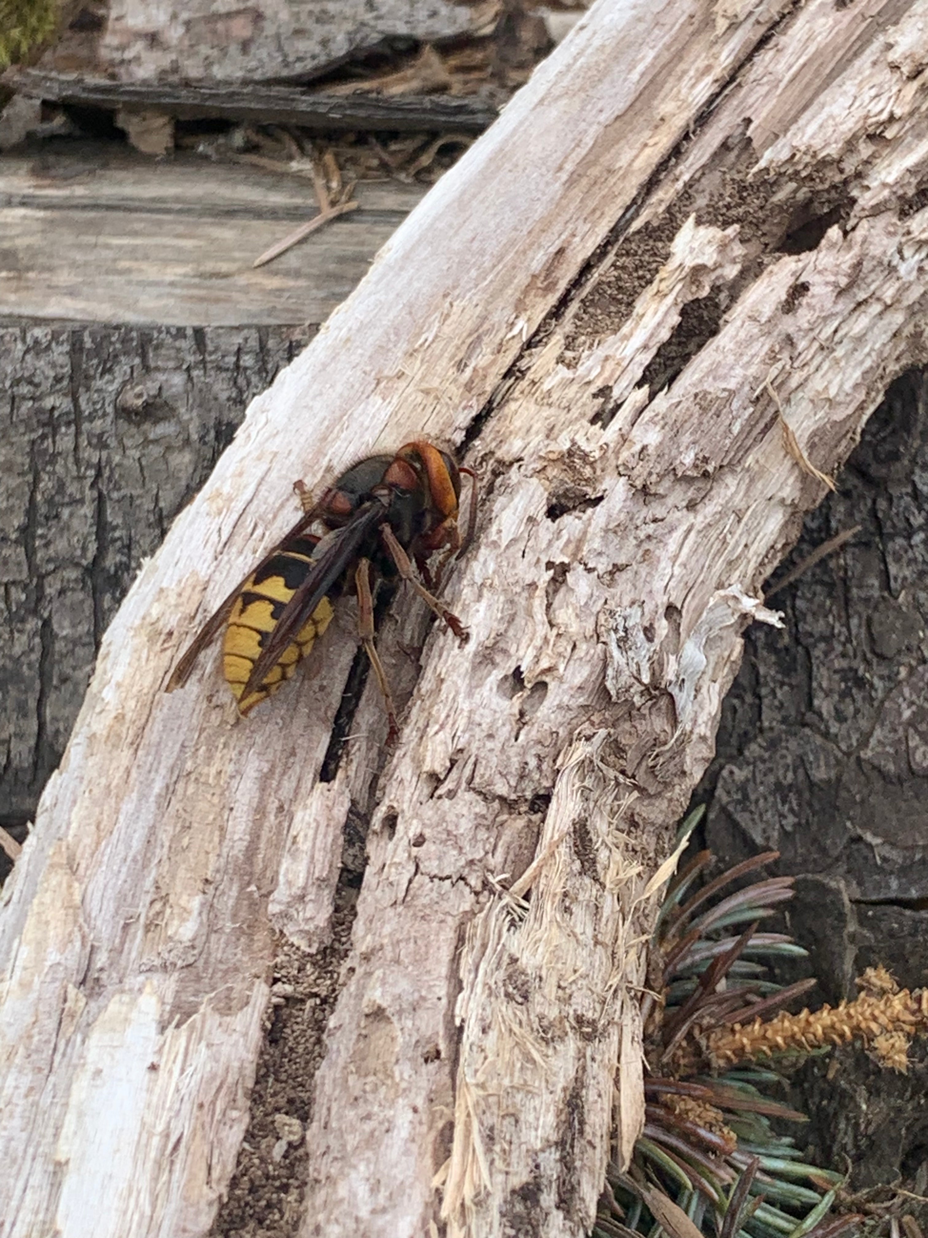Hornisse nagt an einem Stück Totholz im Naturgarten