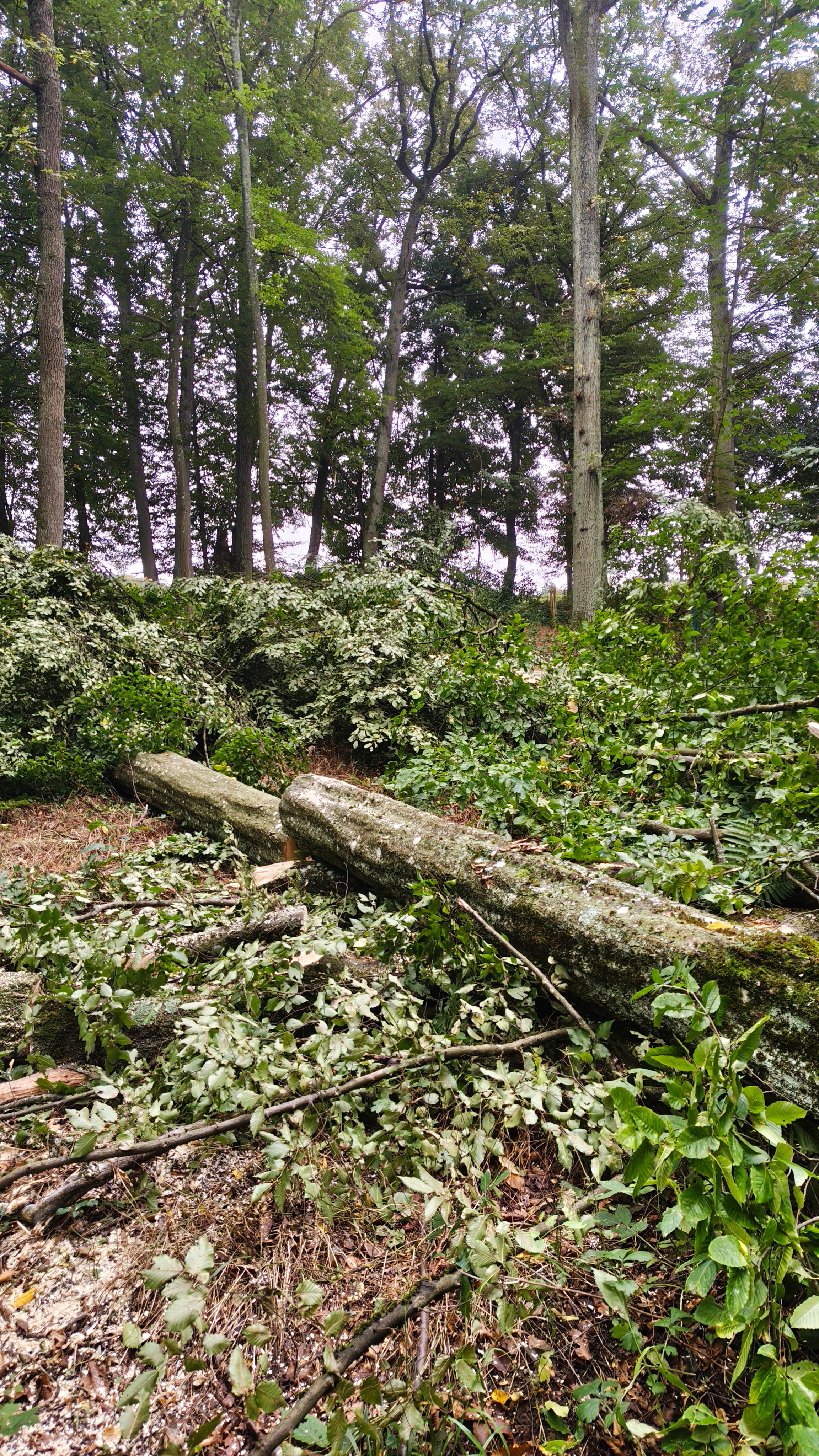 Sonnenbeschienene Baumkronen im Schweinfurter Wald Gartenpflege Schweinfurt