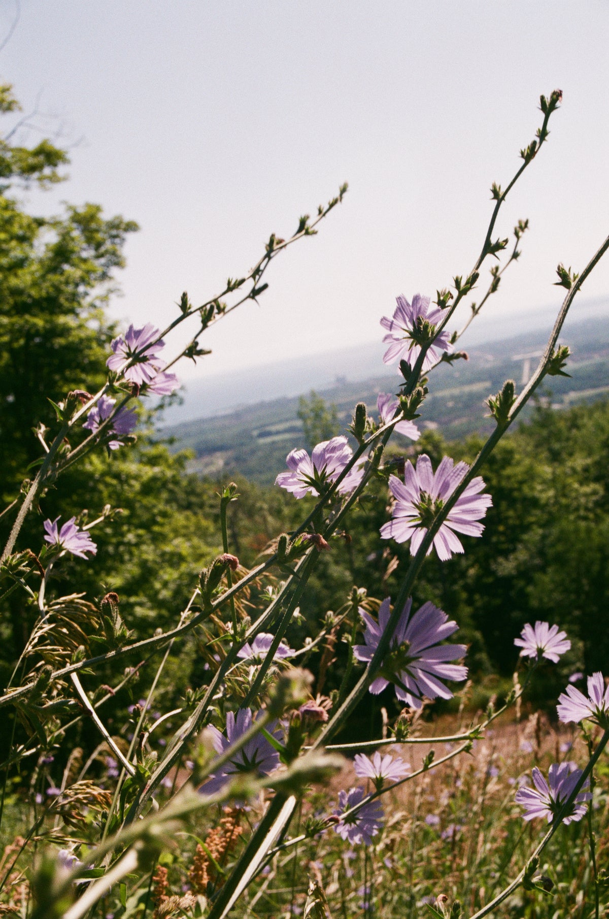Blühende Wildblumenwiese aus regionalem Saatgut in einem Garten im Landkreis Schweinfurt